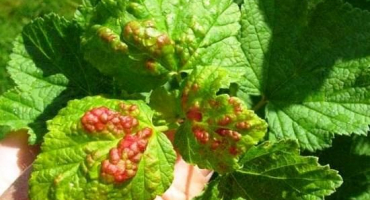 Jak se vypořádat s antraknózou rybízu, příznaky a léčba onemocnění